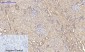 CD63 Polyclonal Antibody